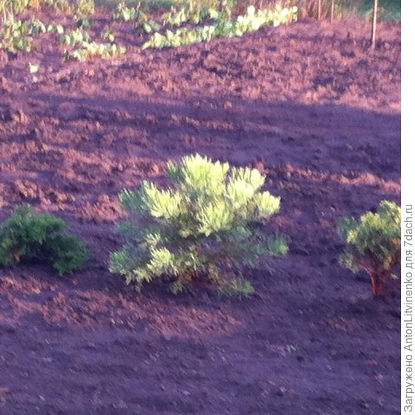 фото после пересадки на постоянное место в 2017 году саженец №2