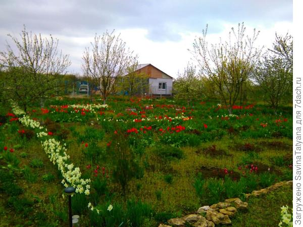 Снова тюльпаны