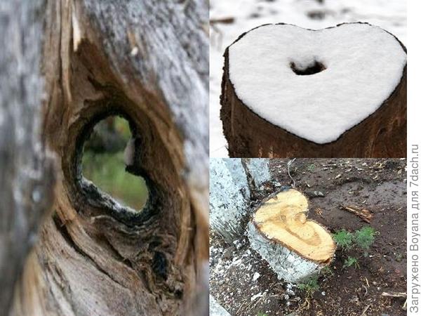 Сердца - творения природы. Фото с сайта ru.pinterest.com