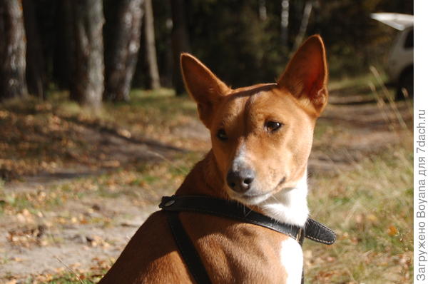 Ну, в гостях хорошо, а дома - лучше.