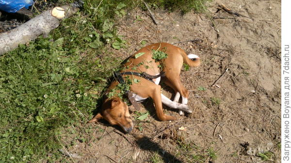 Ох, жарко стало! Присыпьте меня травкой, что ли.