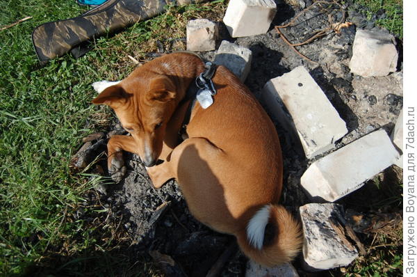 Что-то к вечеру похолодало. Зола - лучшее средство от насекомых, да и погреться заодно можно.