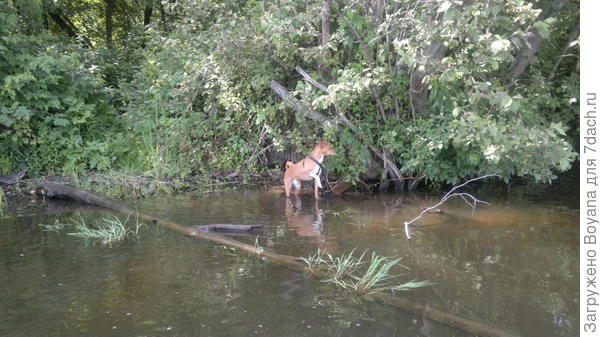 Ну-ка, ну-ка, где тут утки прячутся?