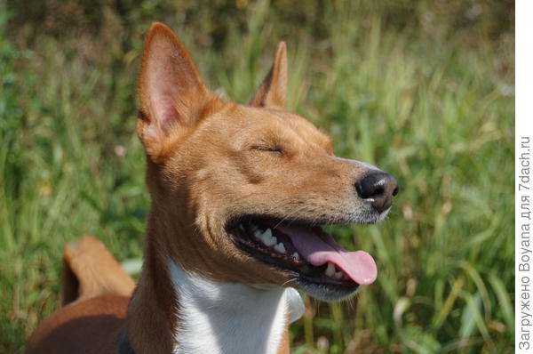 Как же хорошо - солнышко, теплота, а после сытного ужина даже глаза слипаются.