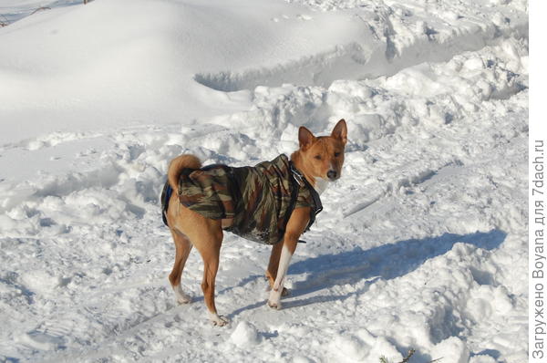 В таком костюмчике куда теплей!