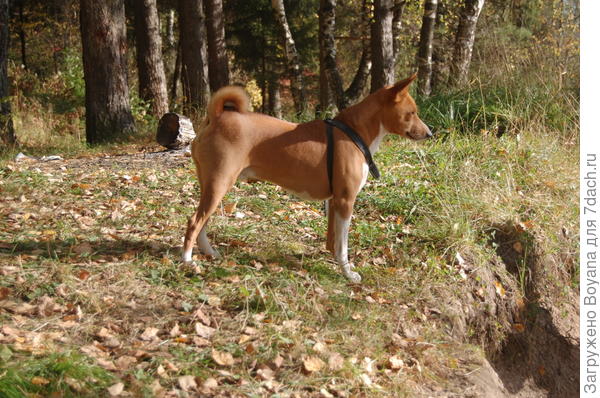 Унылая пора - очей очарованье!