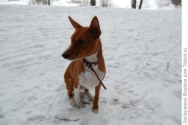 Вот и зима пожаловала. Как же мерзнут лапы!