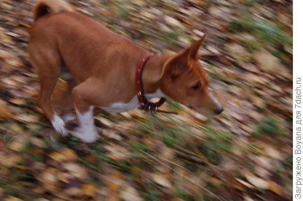 Галоп во весь опор. Попробуй, догони!