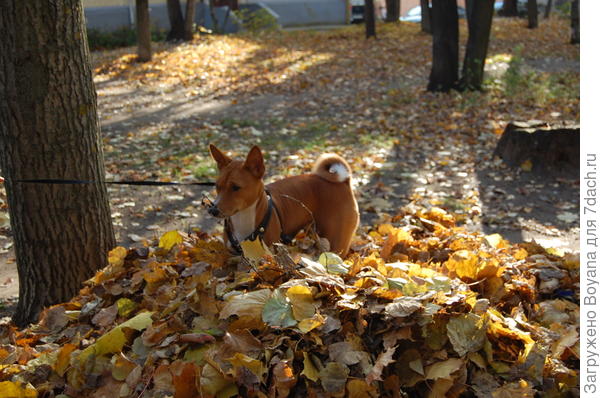 Спрячусь в этой куче желтой листвы, с моим рыжим окрасом меня точно никто не найдет.