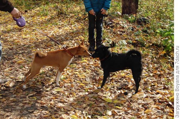 А вот тебе, Черныш, в золотых листьях не спрятаться!