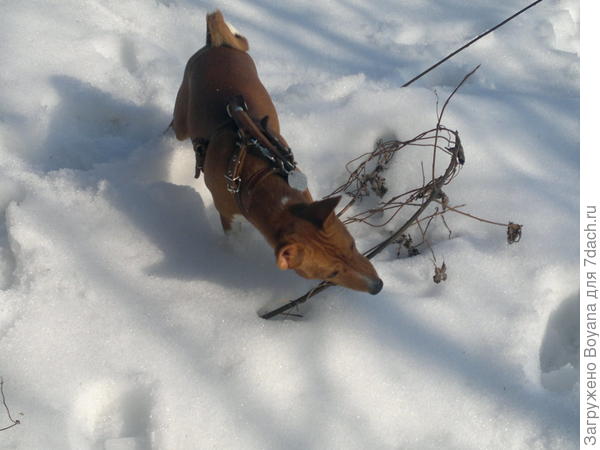 Попробуем - может это съедобно?