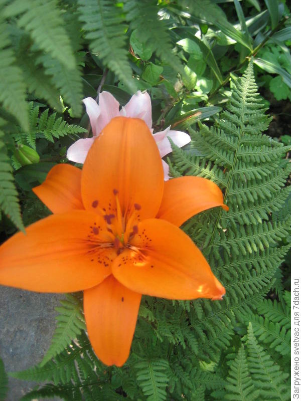 А так они цвели в саду после посадки из горшка в грунт