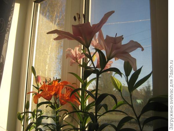 Так выглядел подоконник прошлой осенью, в ноябре месяце