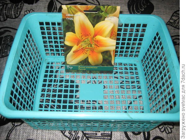 Я лилии вот в такие ящички сажаю, если &quot;Фризо&quot; не любит пересадки, устроит её этот контейнер или она быстро разрастается и надо что-то побольше?