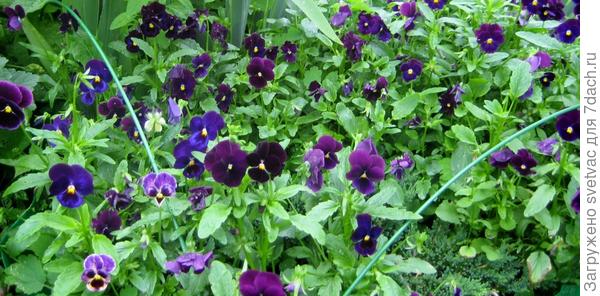 Вот этот сорт заполонил всё