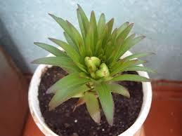 В горшке дома всегда высота лилии меньше. Бутоны.