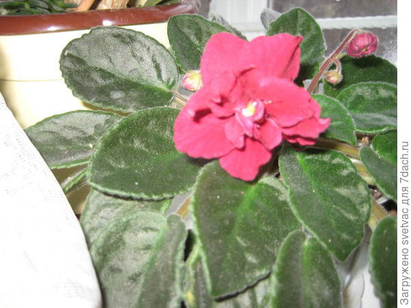 махровая красная