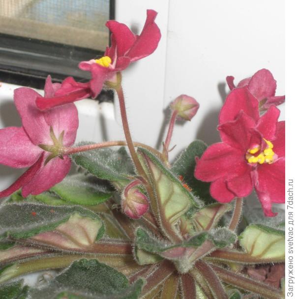 Эта фиалка старенькая уже, в этом году буду омолаживать