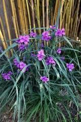 традесканция, цветёт только в тени