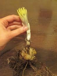 Вот росток лилии