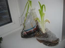 вот лилейник