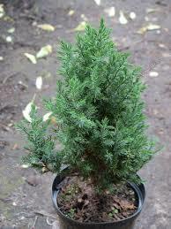 Вроде на такой вот похож