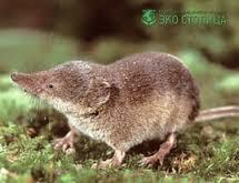 На дачах сейчас эта &quot;прелесть&quot; хозяйничает, кошки её не ловят