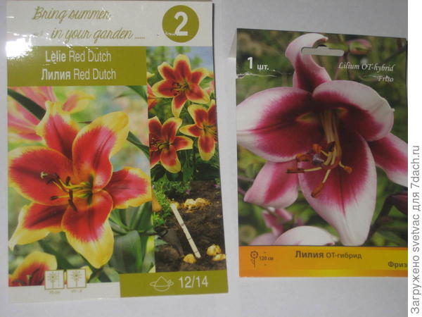 Вот на такие соблазнилась, очень захотелось посадить