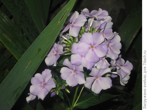 Мой первенец, фотоаппарат почему то не правильно оттенок передал, здесь на фото голубого совсем не видно