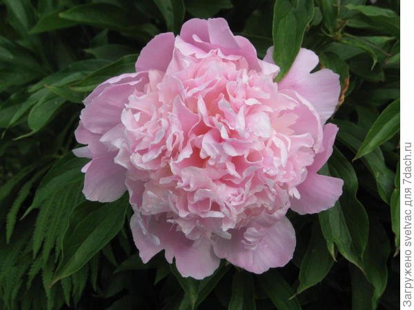 Этот куст уже отцветает.