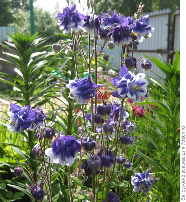 Эти сеяла сама, компактный кустик, растёт на одном месте и рада бы, чтоб насеялся сам по участку, но не хочет.