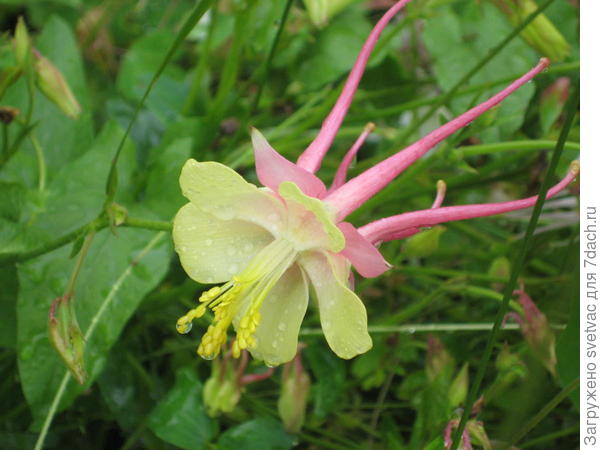 А эти цветут сейчас, розовые, красные и белые, все в капельках дождя