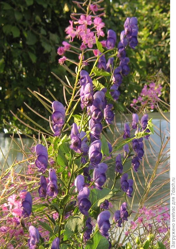 Вот аконит пробрался в заросли Иван-чая