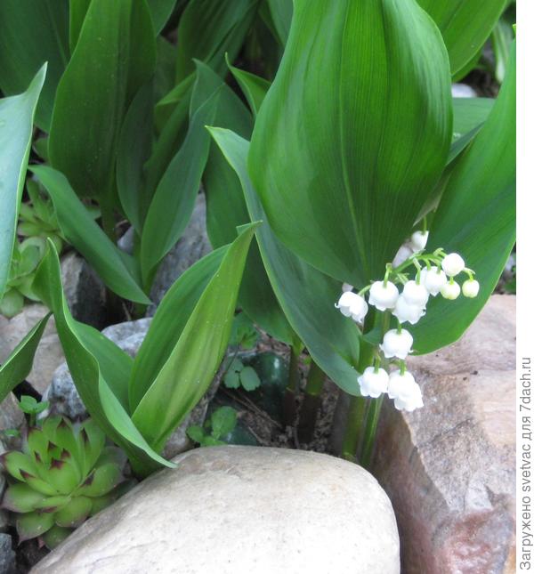 ландыши, заполонили все каменные россыпи, ягодки у них очень даже аппетитно смотрятся