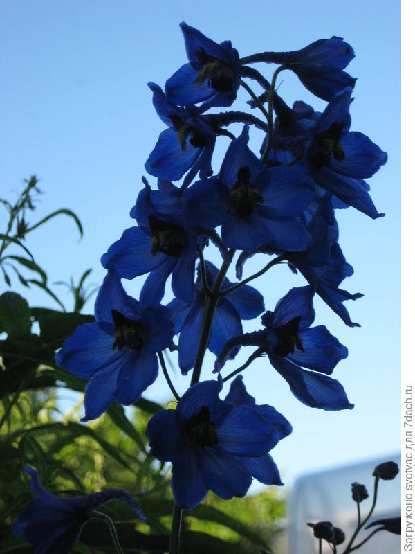 вот дельфиниум, его нераскрывшиеся цветки похожи на бутоны аконита