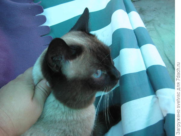 кот