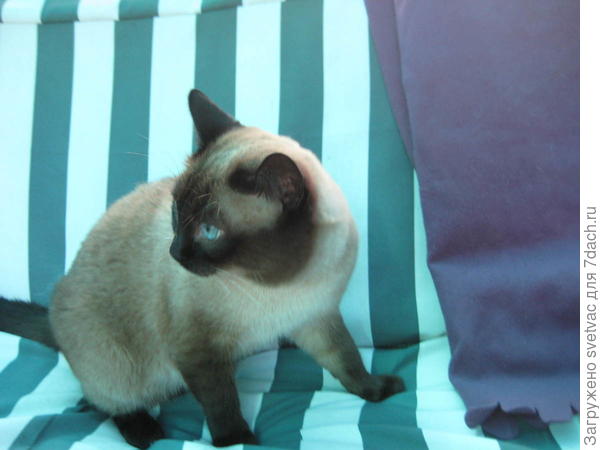 кот