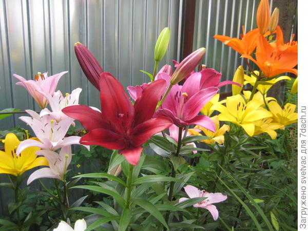 Эти луковицы покупала в марте и сажала в апреле уже с маленькими ростками в холодную землю. Цвели все.