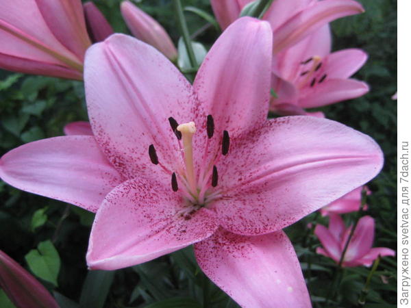 в этом году посадила луковицы