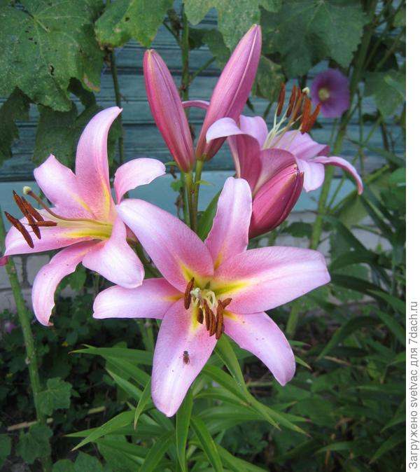 восточная, с очень сильным ароматом