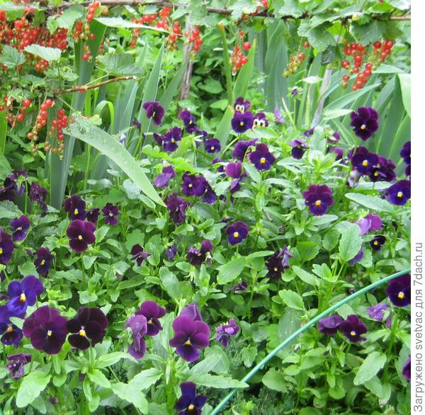 Разрастаются ковром, если не ограничивать.