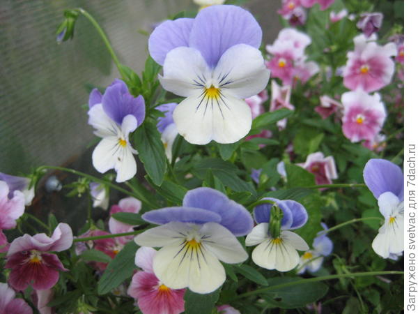 Посадила с торца теплицы, чтоб сорняки не росли, в тени расцветки не такие яркие, но цветут с весны до зимы.