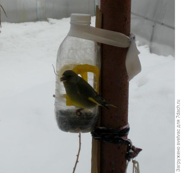 Это незнакомая мне птичка.