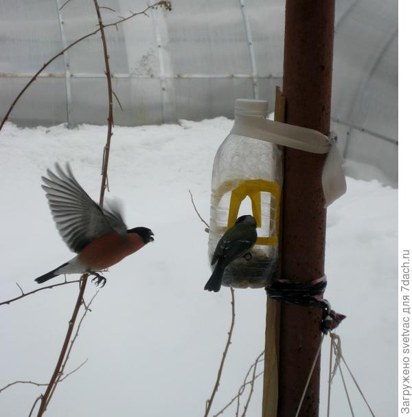 Снегири тусуются!