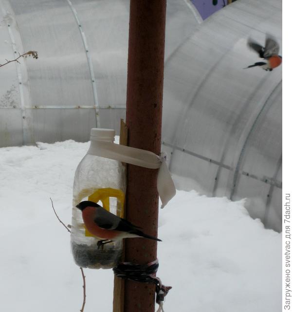 Это я напугала, слишком близко к окну подошла