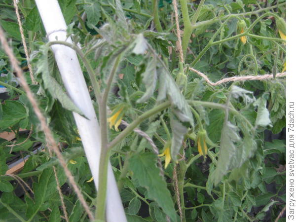 Это средний ряд, все головы висят, а земля сырая