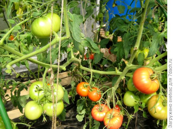 Это Третьяковский, тот, что не болеет