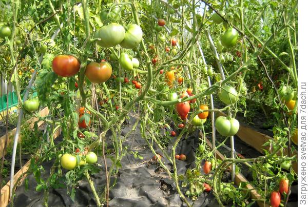 Это середина, верёвки уже обрываются, не держат