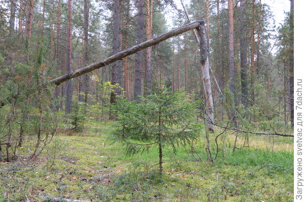 ))