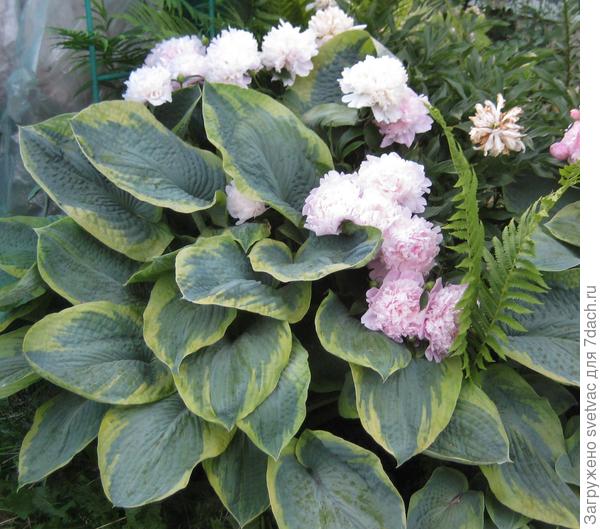 Вот он, хулиган, взял и пророс из какого-то корешка!